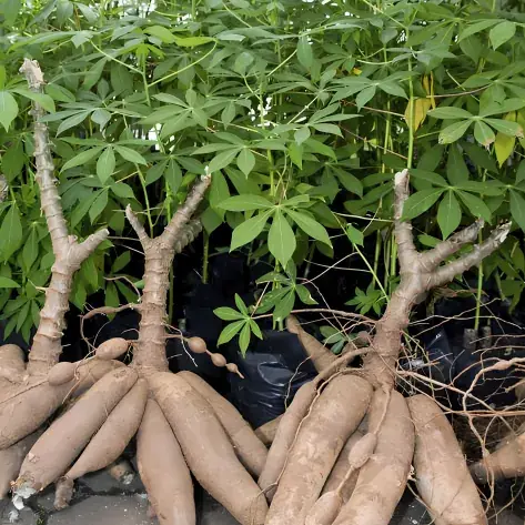 Plants de manioc - la matière première de l'attiéké