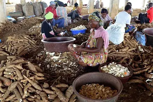 Femmes épluchant le manioc - savoir-faire traditionnel