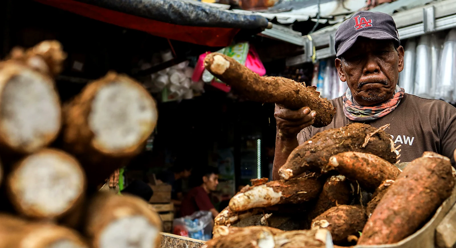 Récolte du manioc